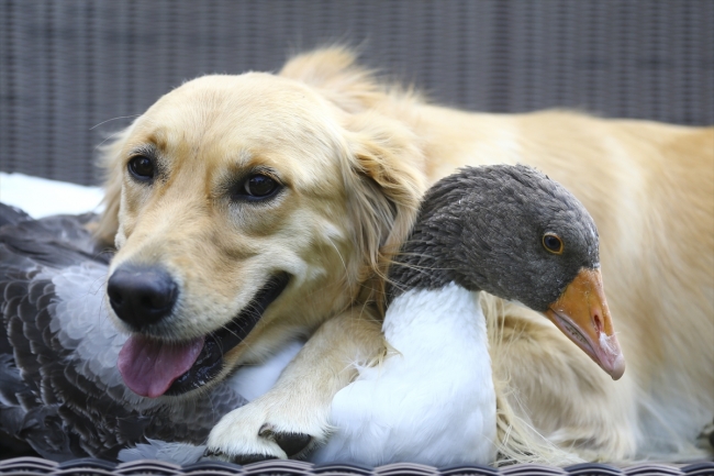 Köpek ve kazın ilginç dostluğu